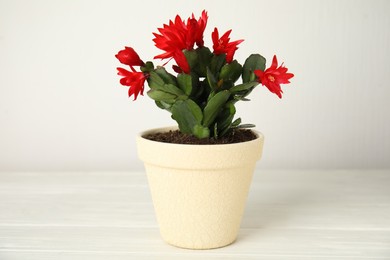 Photo of Beautiful red Schlumbergera (Christmas or Thanksgiving cactus) on white wooden table