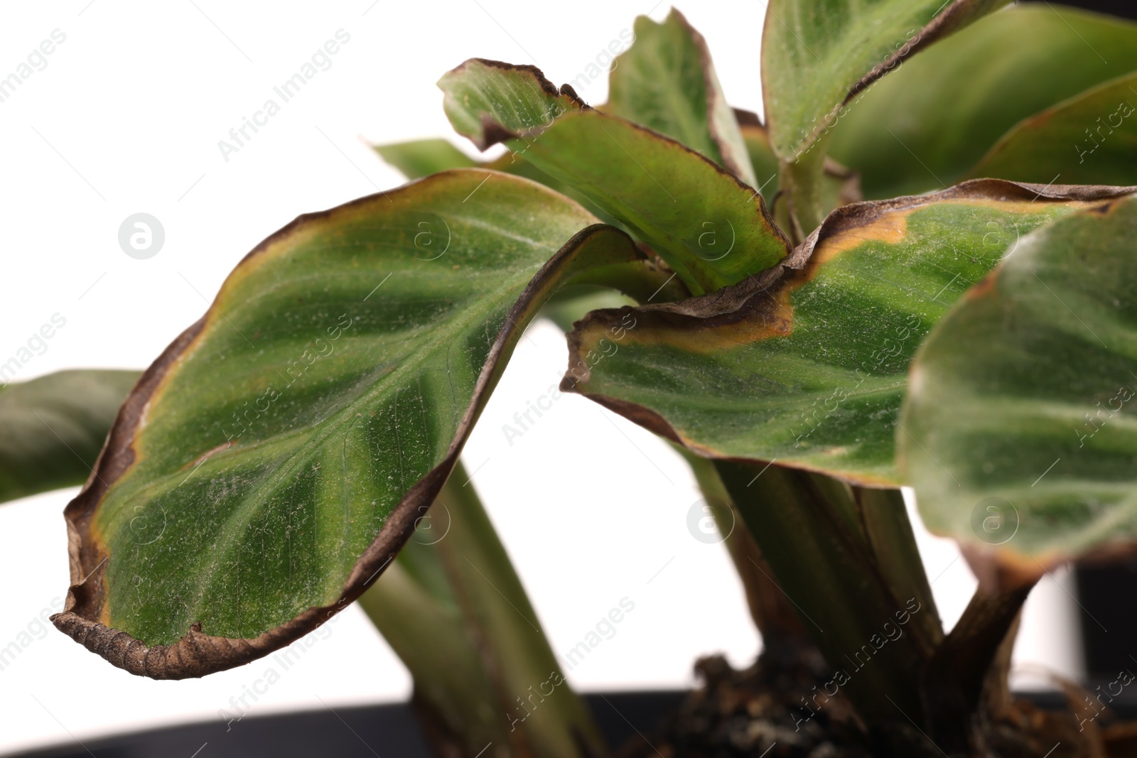 Photo of Houseplant with damaged leaves on white background, closeup