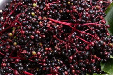 Photo of Many tasty elderberries (Sambucus) on blurred background, closeup