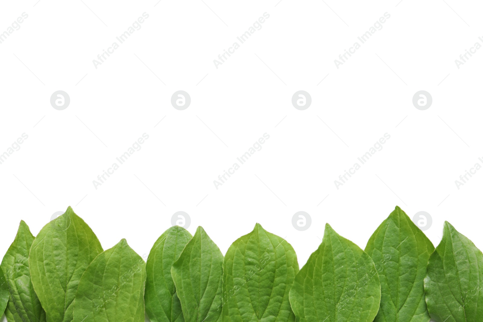 Photo of Composition with green leaves on white background, top view