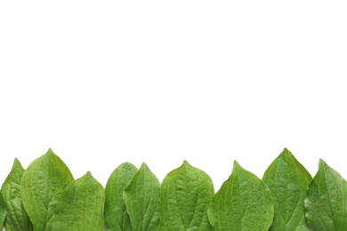 Photo of Composition with green leaves on white background, top view