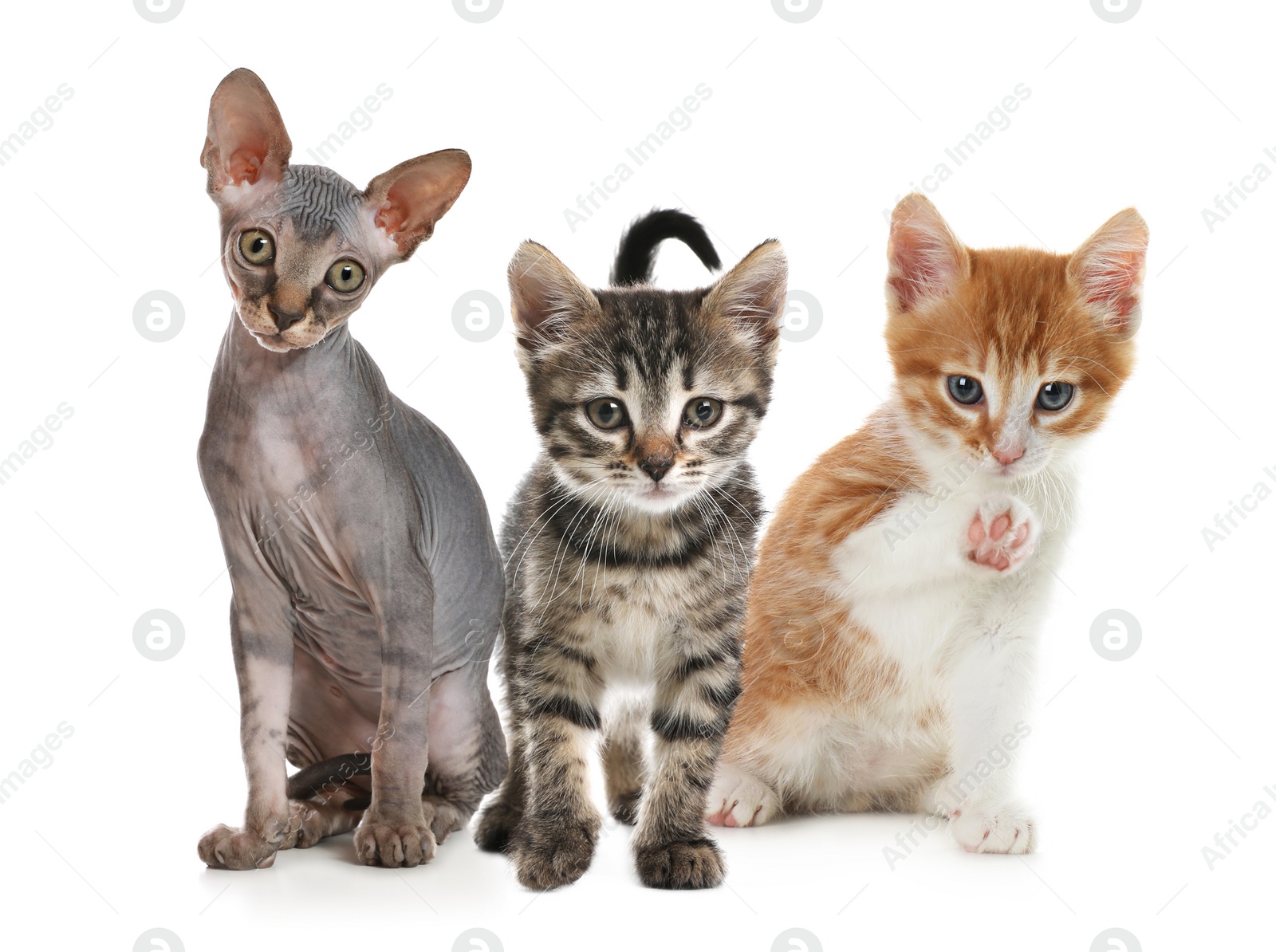 Image of Group of cute little kittens on white background