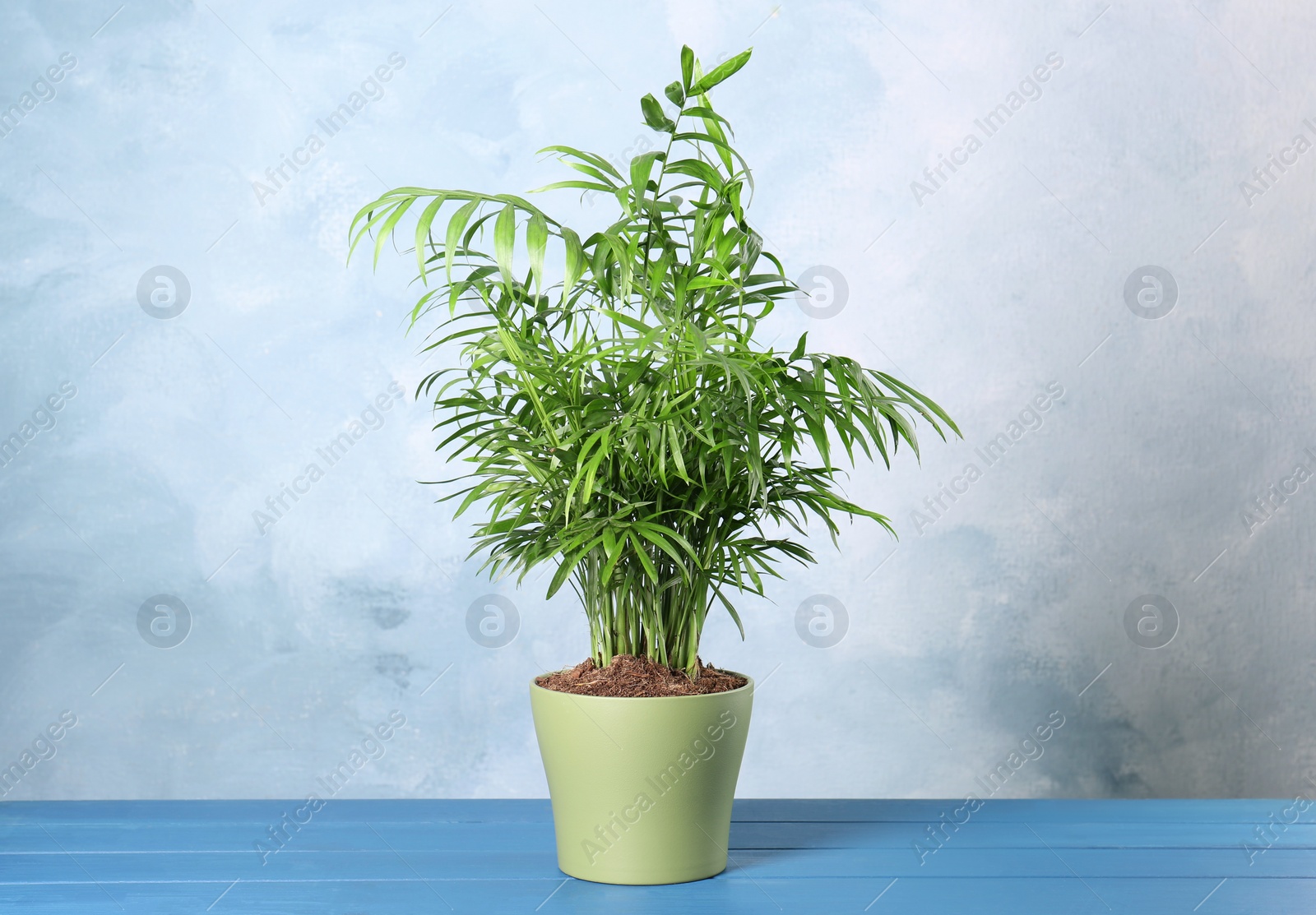 Photo of Beautiful green houseplant in pot on light blue wooden table