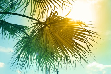 Image of Beautiful view of palm branches on sunny summer day. Stylized color toning