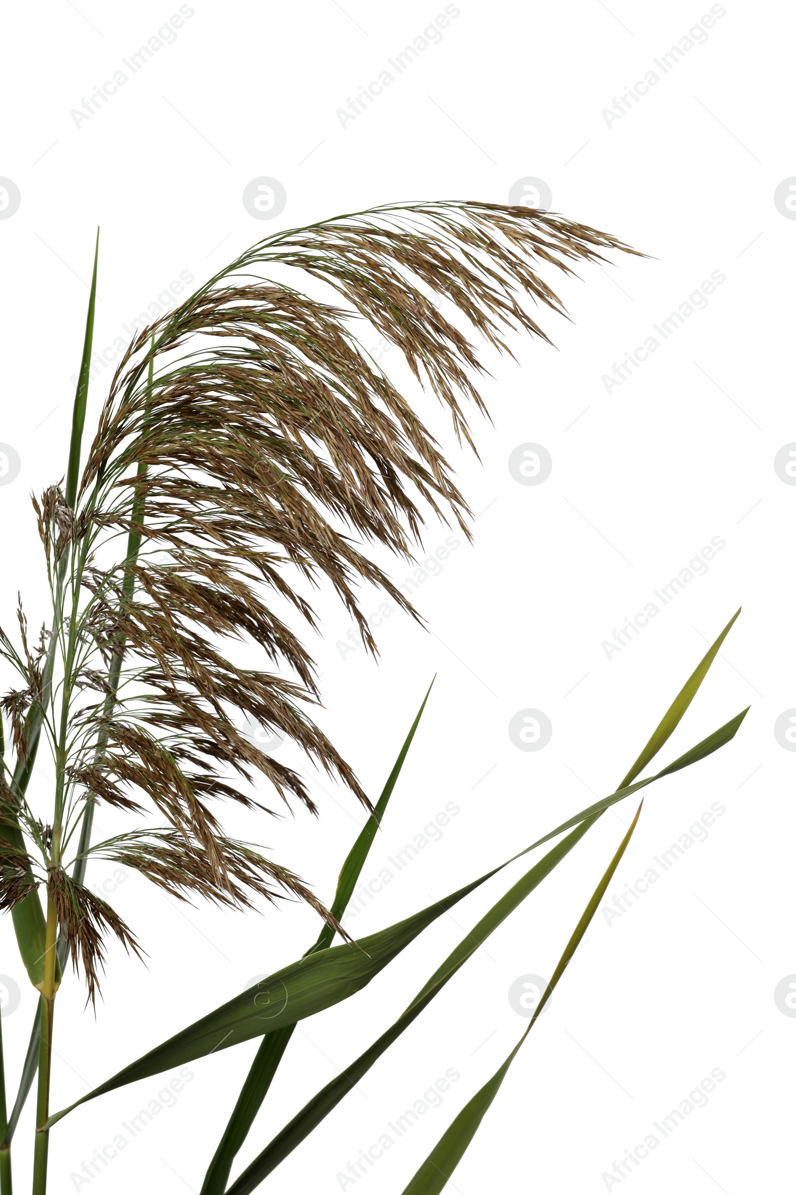 Photo of Beautiful reeds with lush green leaves and seed head on white background, closeup