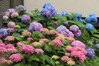 Blooming hydrangea plant with beautiful colorful flowers in garden