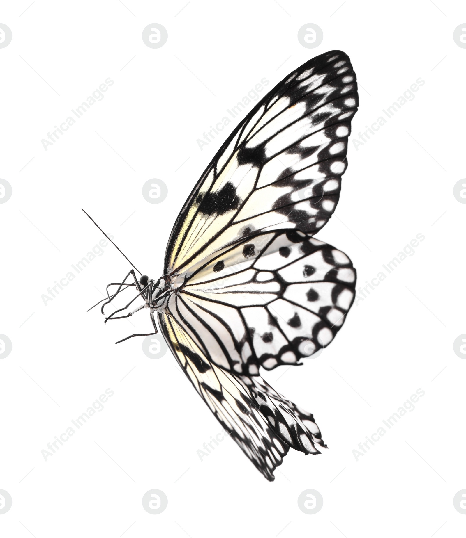 Photo of Beautiful rice paper butterfly isolated on white