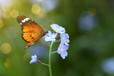 Beautiful butterfly on forget-me-not flower in garden, closeup. Bokeh effect