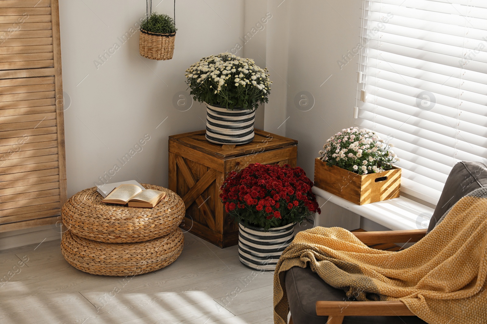 Photo of Beautiful blooming chrysanthemum flowers in stylish room interior