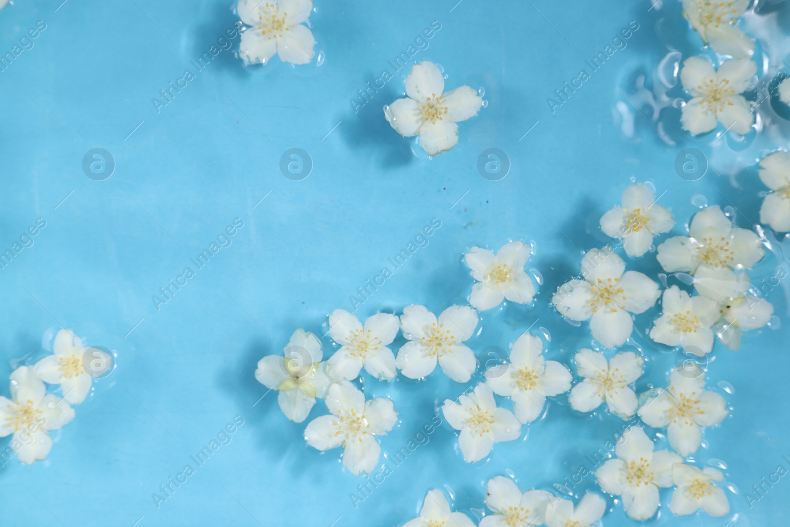 Photo of Beautiful jasmine flowers in water on light blue background, top view