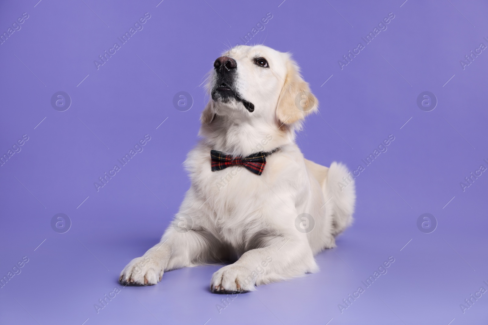 Photo of Cute Labrador Retriever with stylish bow tie on purple background