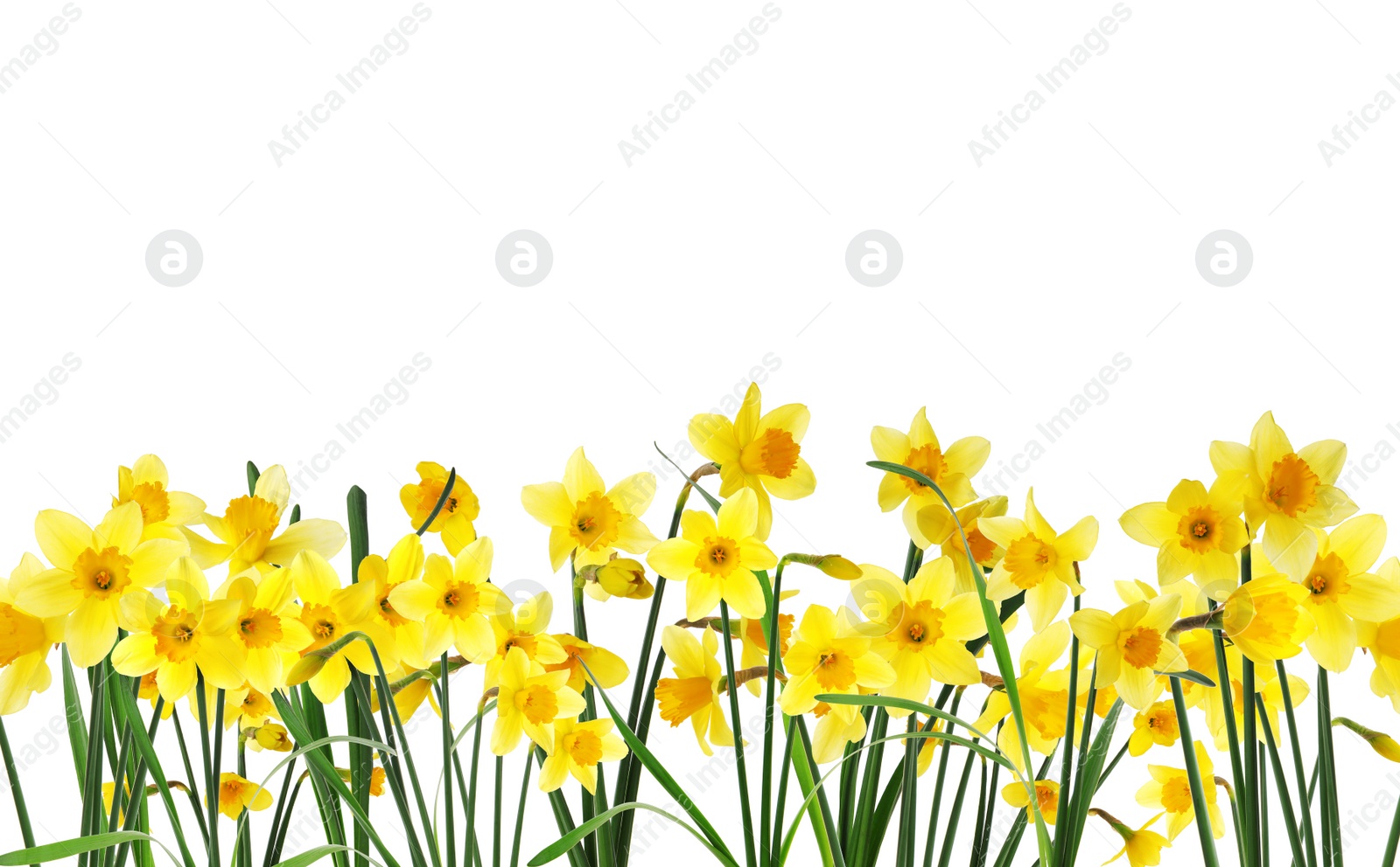 Image of Many beautiful yellow daffodils on white background