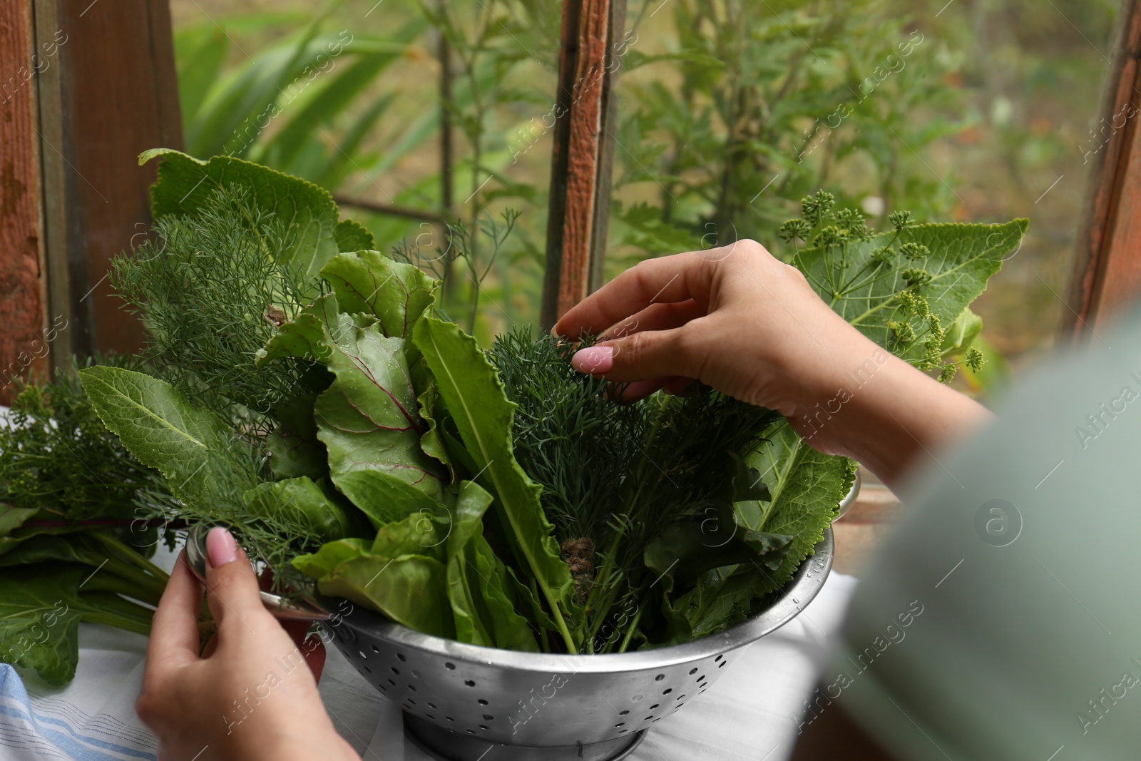 Photo of Woman with fresh green herbs indoors, closeup