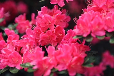 Beautiful tiny tropical flowers in botanical garden, closeup