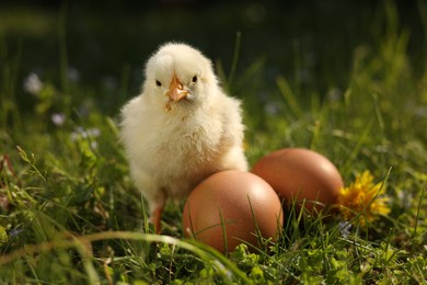 Cute chick and eggs on green grass outdoors, closeup. Baby animal