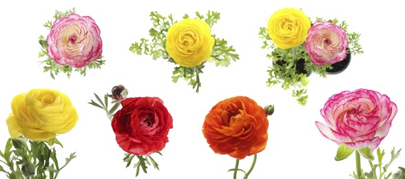 Image of Set with beautiful spring ranunculus flowers on white background. Banner design