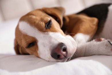 Cute Beagle puppy sleeping on bed, closeup. Adorable pet