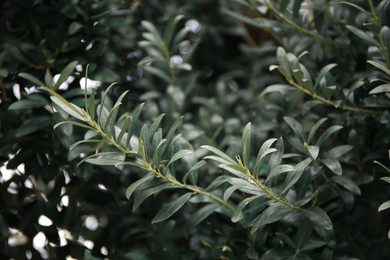 Closeup view of beautiful olive tree with green leaves outdoors