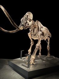 Photo of Life size skeleton of mammoth in museum