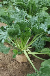 White beet plants with green leaves growing in soil, closeup