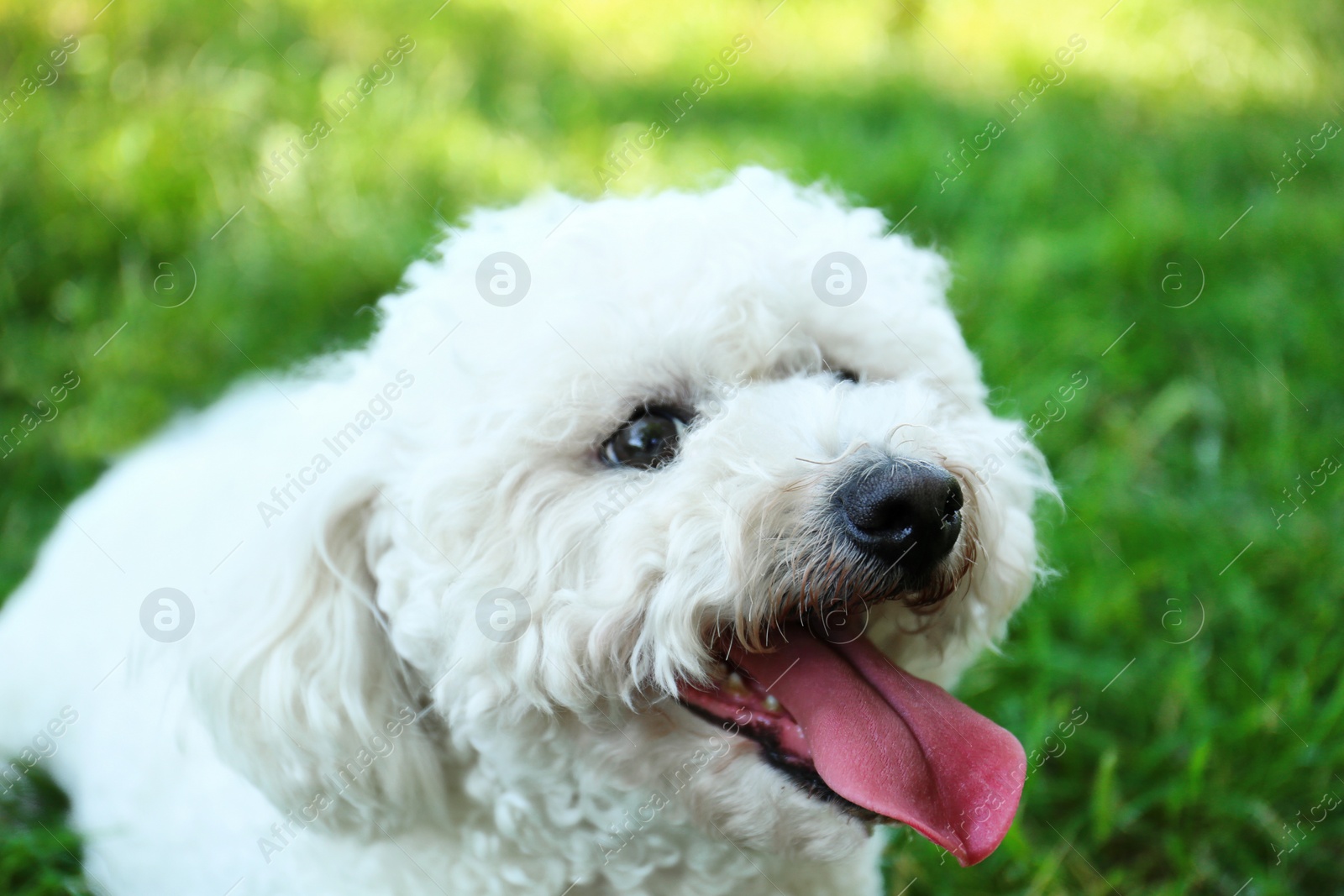 Photo of Cute fluffy Bichon Frise dog in park