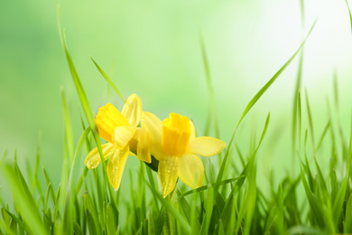 Bright spring grass and daffodils with dew against blurred background