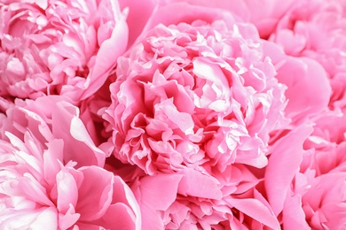 Beautiful fragrant peony flowers as background