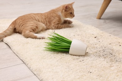 Photo of Cute ginger cat near overturned houseplant on carpet at home, selective focus