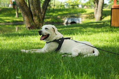 Photo of Cute Labrador Retriever with leash on green grass in park. Dog walking