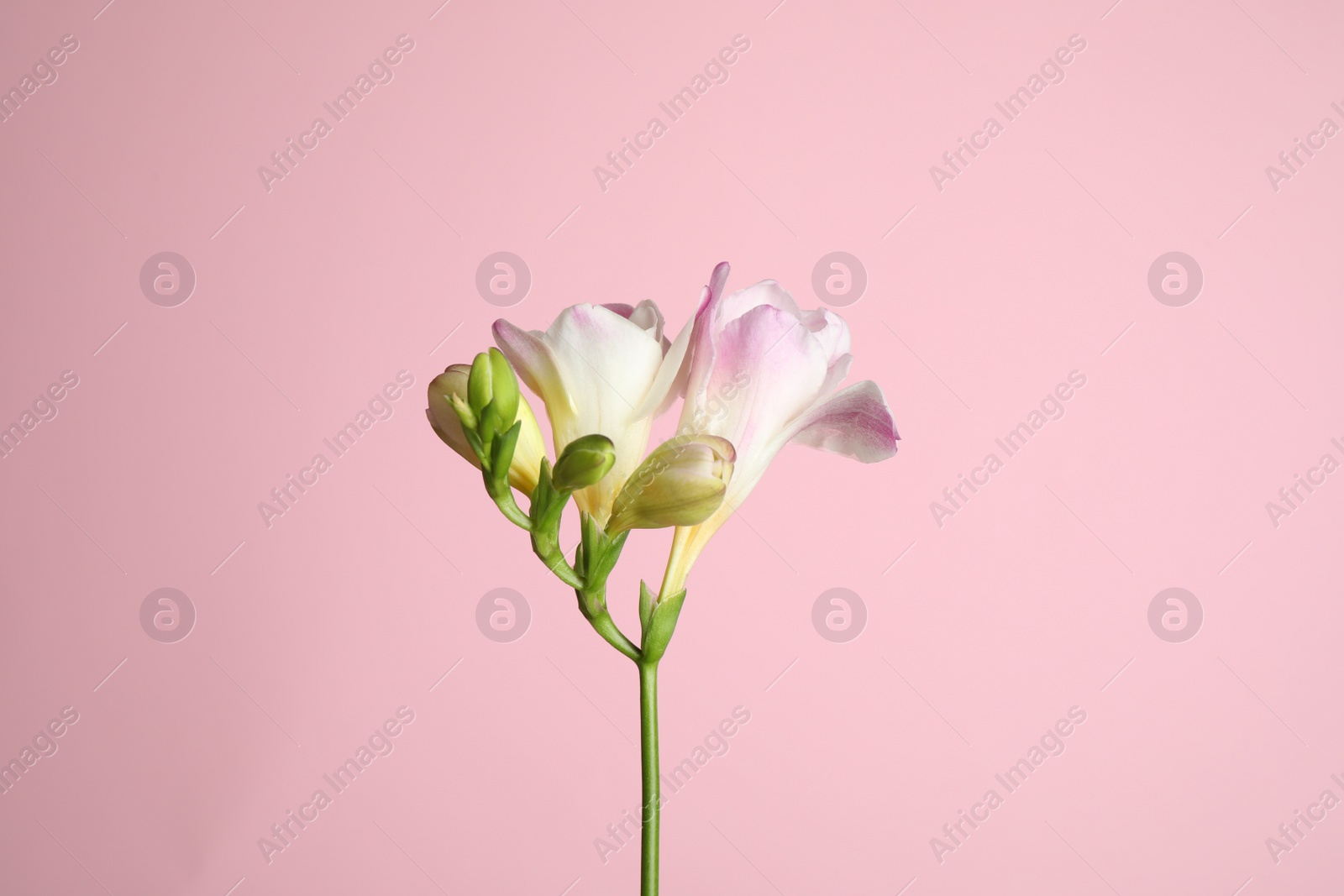 Photo of Beautiful tender freesia flower on pink background