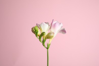 Photo of Beautiful tender freesia flower on pink background