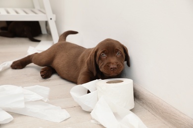 Cute chocolate Labrador Retriever puppy and torn paper on floor indoors