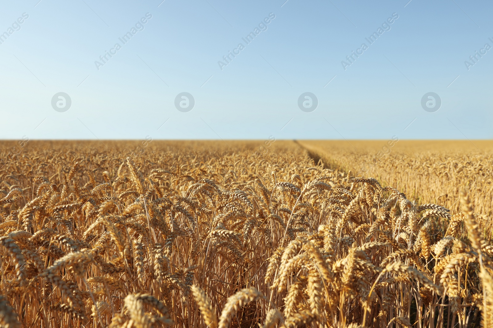 Photo of Beautiful view of agricultural field with ripening wheat crop under blue sky