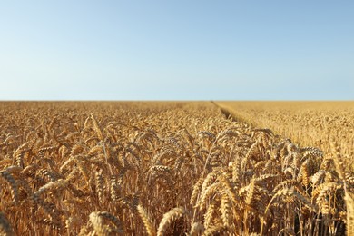 Photo of Beautiful viewagricultural field with ripening wheat crop under blue sky