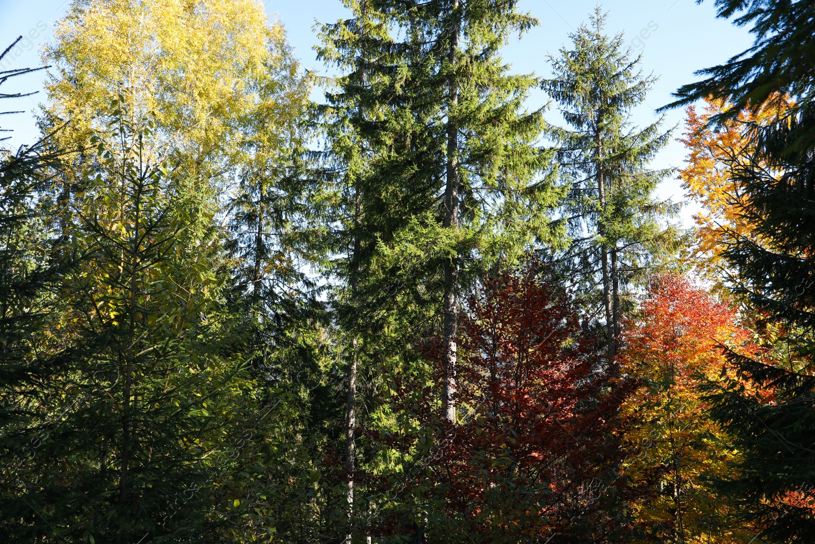 Photo of Beautiful view of forest with different trees on autumn day