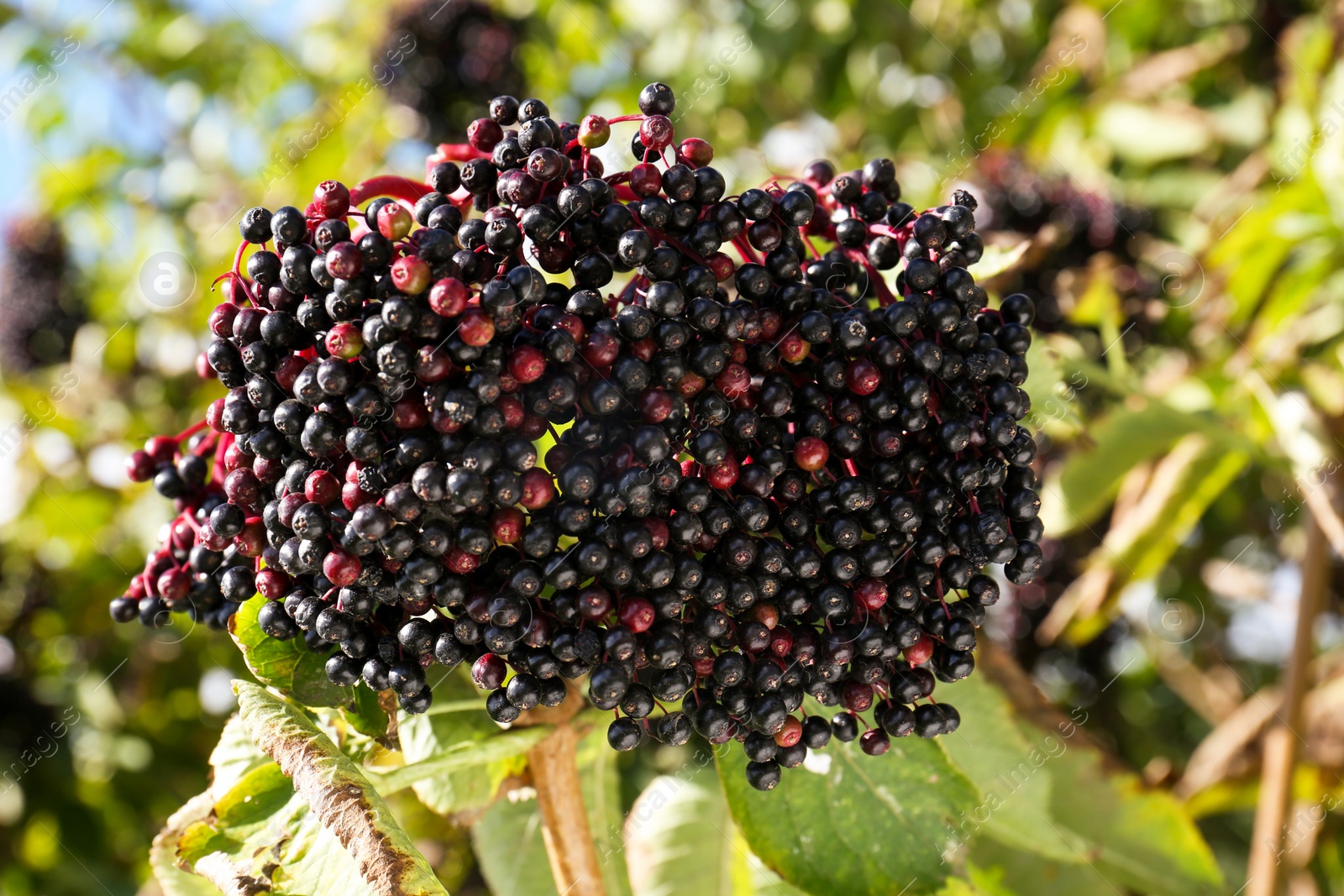 Photo of Tasty elderberries (Sambucus) growing on branch outdoors, closeup