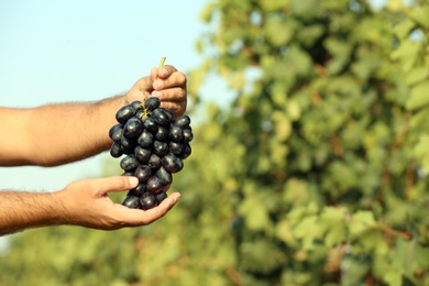 Man holding bunch of fresh ripe juicy grapes in vineyard, closeup