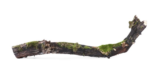 Photo of Dry tree branch with moss isolated on white