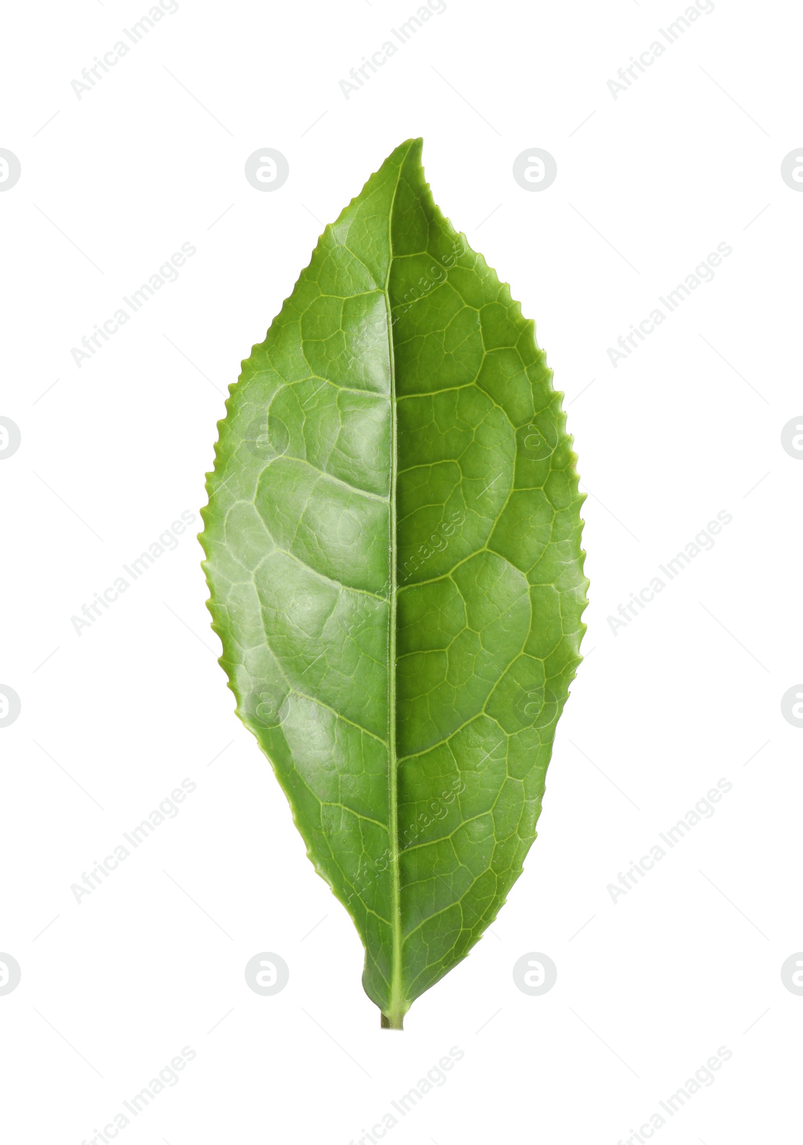 Photo of Green leaf of tea plant isolated on white