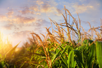Image of Sunlit corn field under beautiful sky with clouds, closeup view