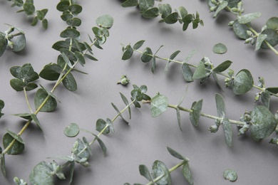 Eucalyptus branches with fresh green leaves on gray background, flat lay