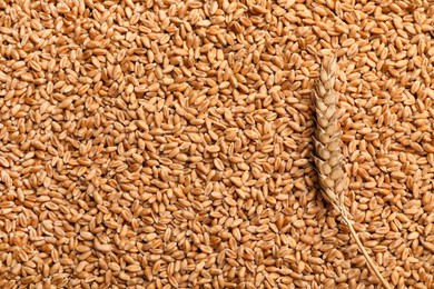 Photo of Spikelet on heap of wheat grains, top view. Space for text