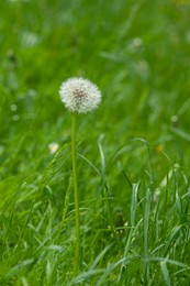 Beautiful dandelion in green grass outdoors, closeup view