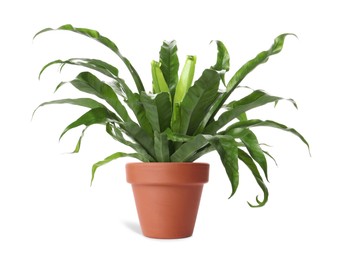 Beautiful asplenium plant in terracotta pot isolated on white. House decor