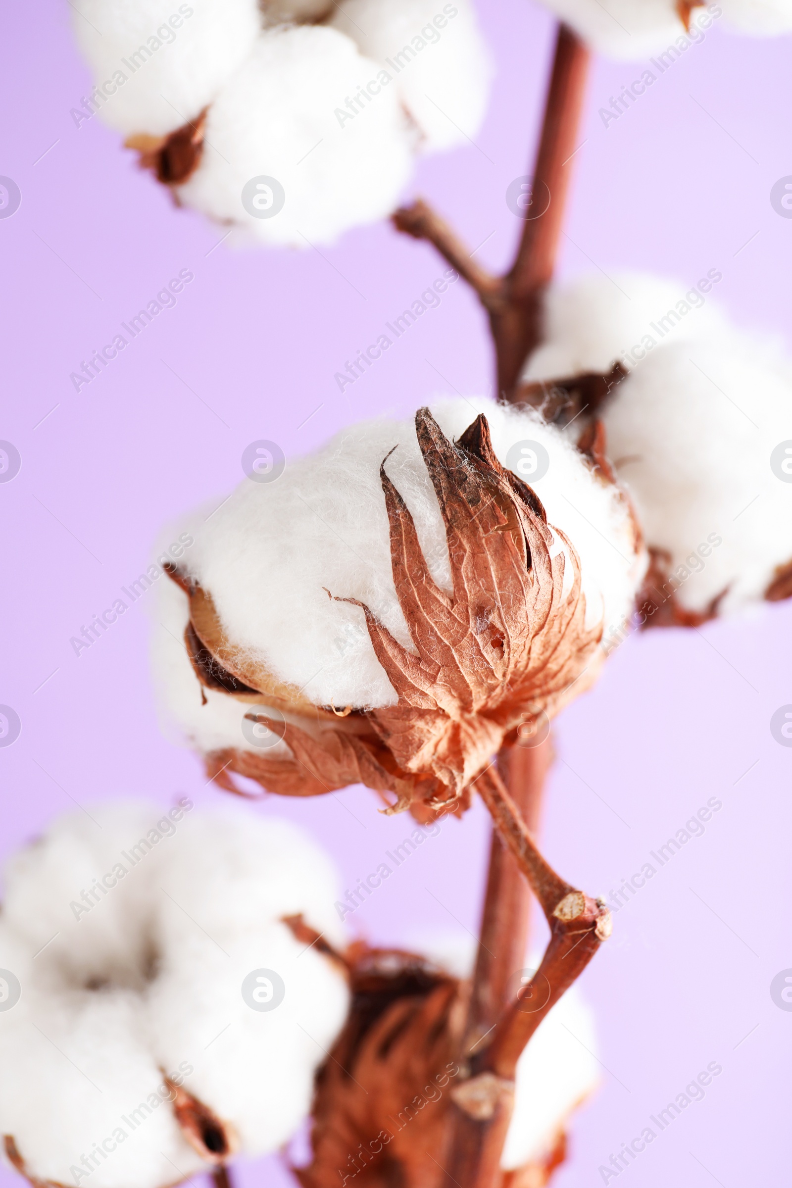 Photo of Branch with fluffy cotton flowers on lilac background, closeup