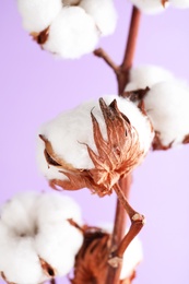 Branch with fluffy cotton flowers on lilac background, closeup