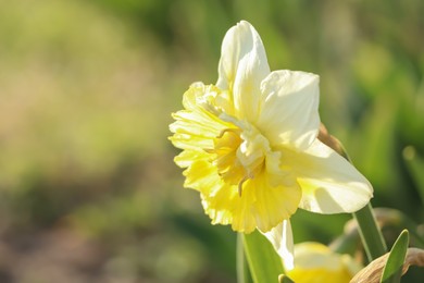 Photo of Beautiful daffodil growing in garden on sunny day, closeup. Space for text