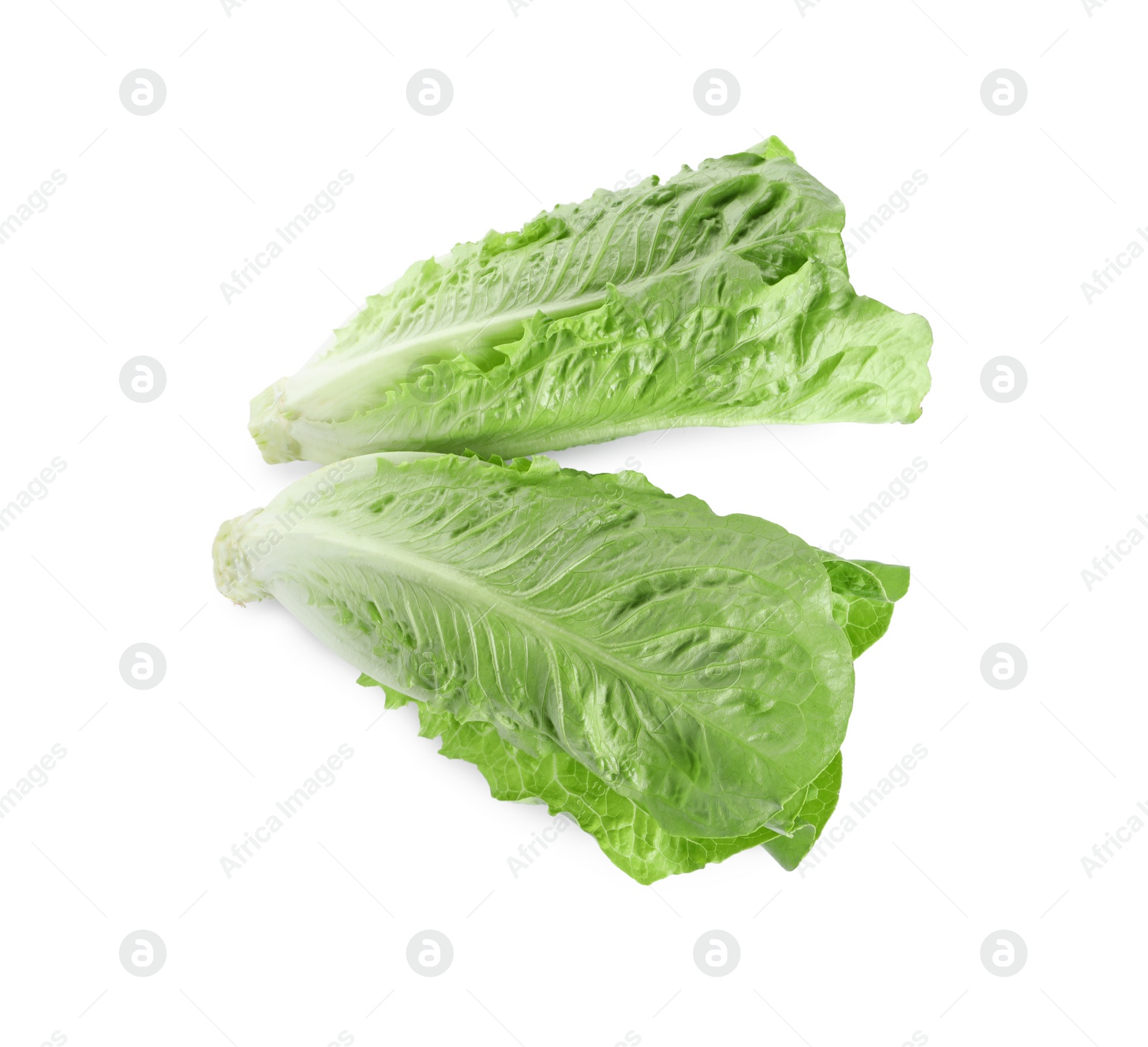 Photo of Fresh green romaine lettuces isolated on white, top view