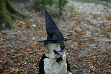Photo of Cute Labrador Retriever dog wearing black cloak and hat in autumn park on Halloween
