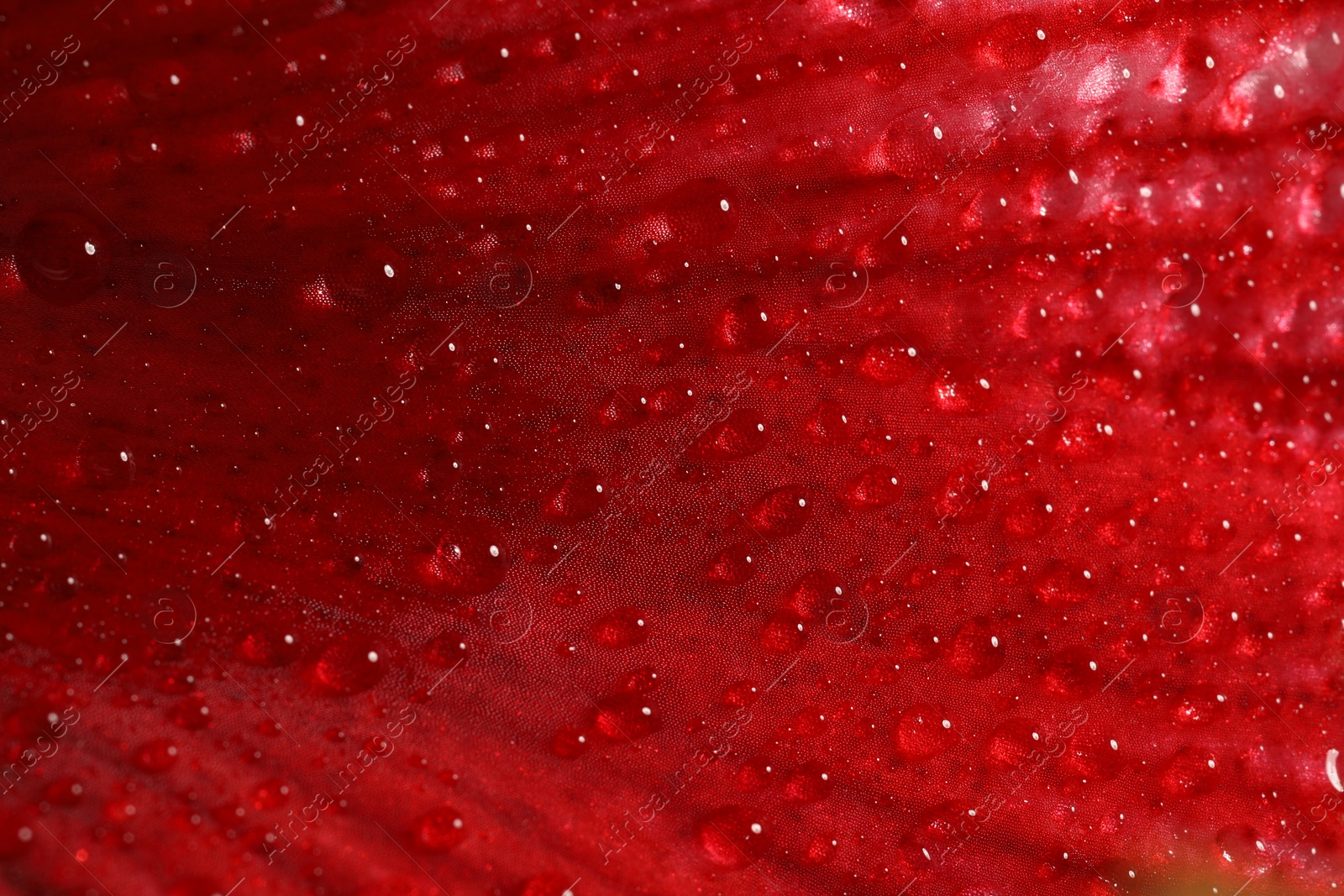 Photo of Beautiful red Amaryllis flower with water drops as background, macro view